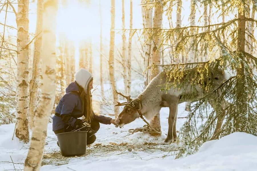 Reindeer Safari at a 200-Year-Old Farm & Long Sled Ride - Why this 3-hour reindeer safari works so well in Lapland