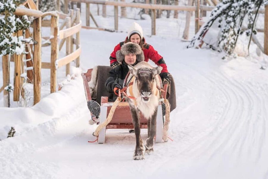 Reindeer Safari at a 200-Year-Old Farm & Long Sled Ride - Your Reindeer Driving License: the souvenir with meaning