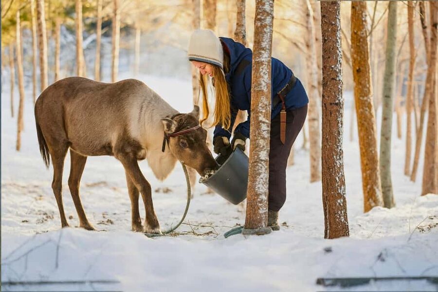 Reindeer Safari at a 200-Year-Old Farm & Long Sled Ride - Pickup, timing, and small-group flow that reduces stress