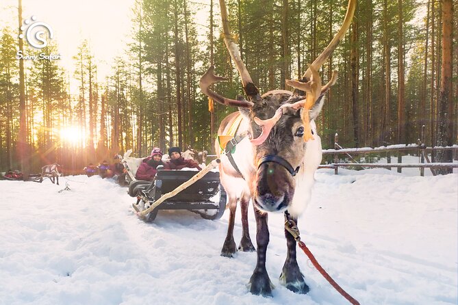 Reindeer Safari in Arctic Wilderness - Key moments that make this safari worth your time