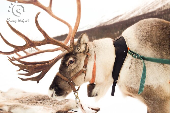 Reindeer Safari in Arctic Wilderness - Finding Sunny Safari in Rovaniemi, and why punctual matters