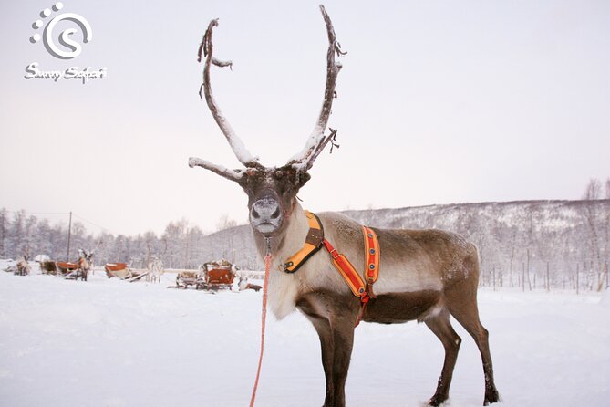 Reindeer Safari in Arctic Wilderness - How the sled ride works: blankets, gentle speed, and herder-made trails