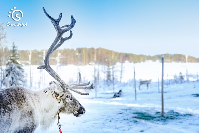 Reindeer Safari in Arctic Wilderness - Should you book this Rovaniemi reindeer safari?