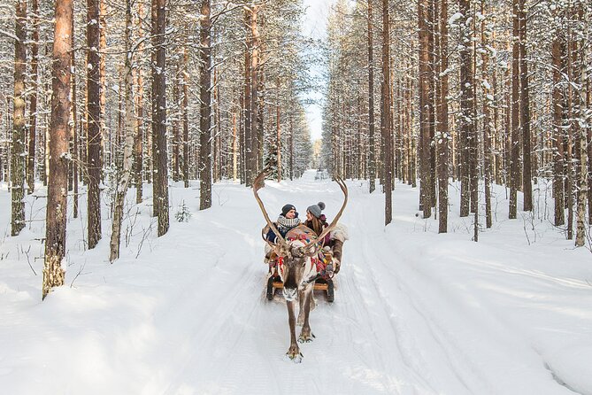 Reindeer Safari in Arctic Wilderness - Meeting reindeer and fawns: the calm part of the day