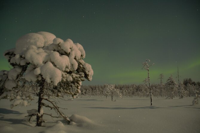 Reindeer Sleigh Ride Across the Night in Apukka Resort Rovaniemi - Dark-Forest Night Riding and Northern Lights Odds