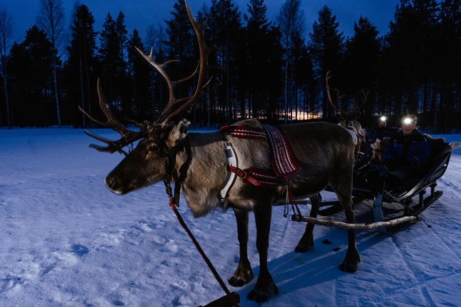 Reindeer Sleigh Ride Across the Night in Apukka Resort Rovaniemi - Who This Fits Best, and Who Should Rethink It