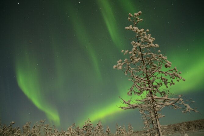 Reindeer Sleigh Ride Across the Night in Apukka Resort Rovaniemi - Should You Book Apukka’s Reindeer Sleigh Ride Across the Night?