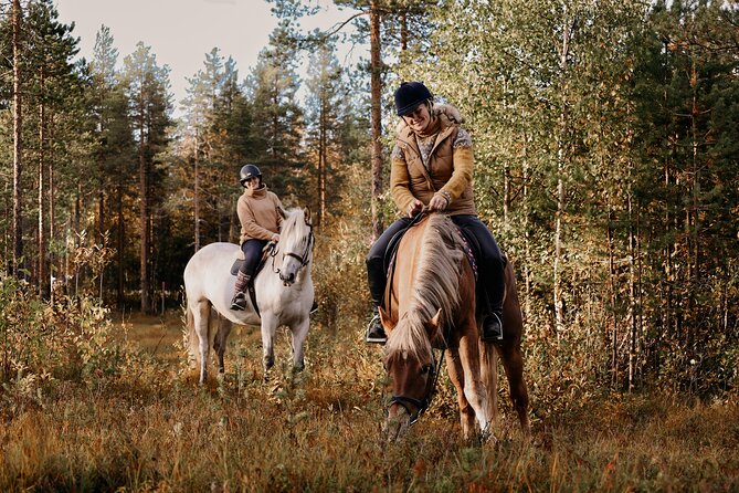 Riding Tour with Finnhorses at Santa Claus Village - Best fit, and a fair warning on expectations