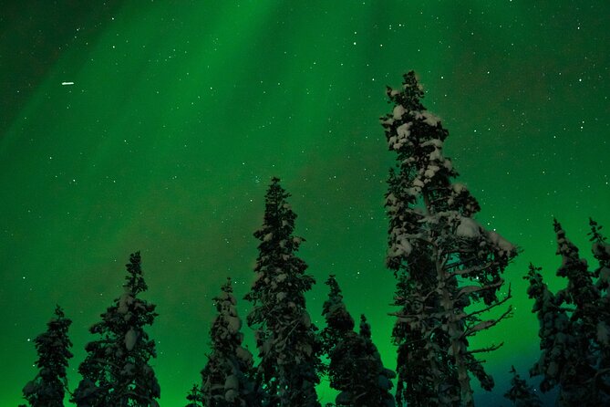 Rovaniemi 2 days Activities Package - Day 2: Ranua Wildlife Park and a slower arctic animal pace
