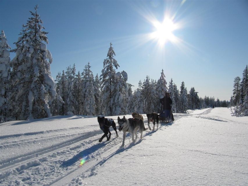 Rovaniemi: Apukka Husky Adventure - Rovaniemi husky sledding at Apukka, where you actually mush