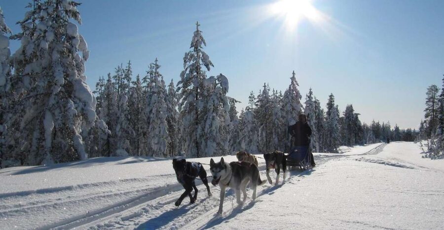 Rovaniemi: Apukka Husky Adventure - What you get for $237, and how the value stacks up