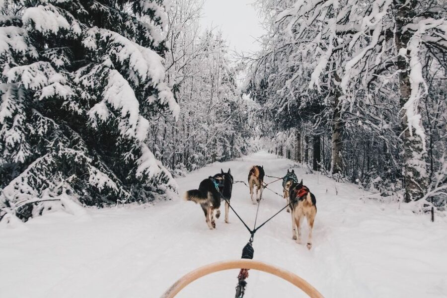 Rovaniemi: Apukka Husky Adventure - Getting there in comfort, two pickup options that matter