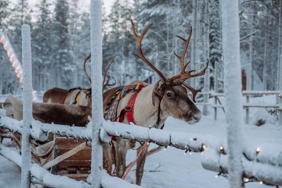 Rovaniemi: Apukka Reindeer Journey - Why this Apukka ride feels calmer than most Lapland attractions
