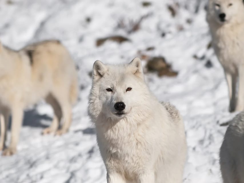 Rovaniemi: Arctic Animals Sleigh Rides and Wildlife Zoo - Key highlights to know before you go
