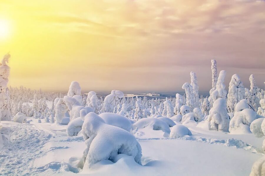 Rovaniemi: Arctic Animals Sleigh Rides and Wildlife Zoo - Ranua Wildlife Park, why it feels like Arctic nature instead of a zoo