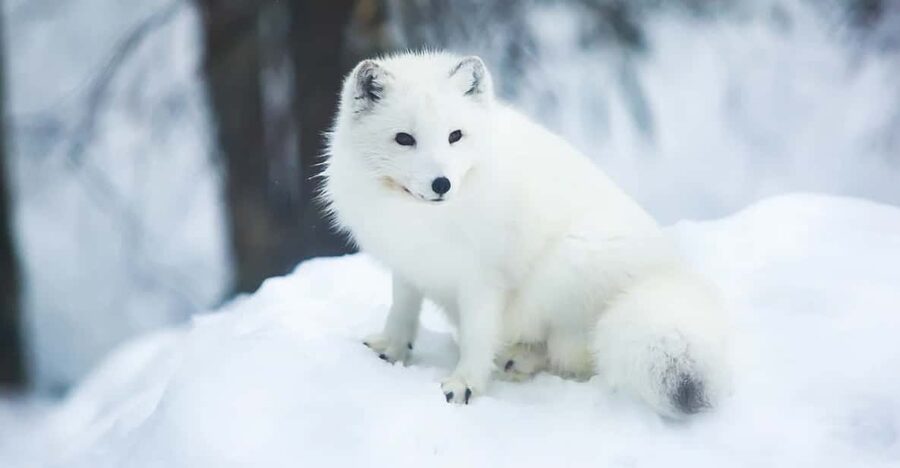 Rovaniemi: Arctic Animals Sleigh Rides and Wildlife Zoo - The Lappish buffet lunch in the forest, what it does for your energy