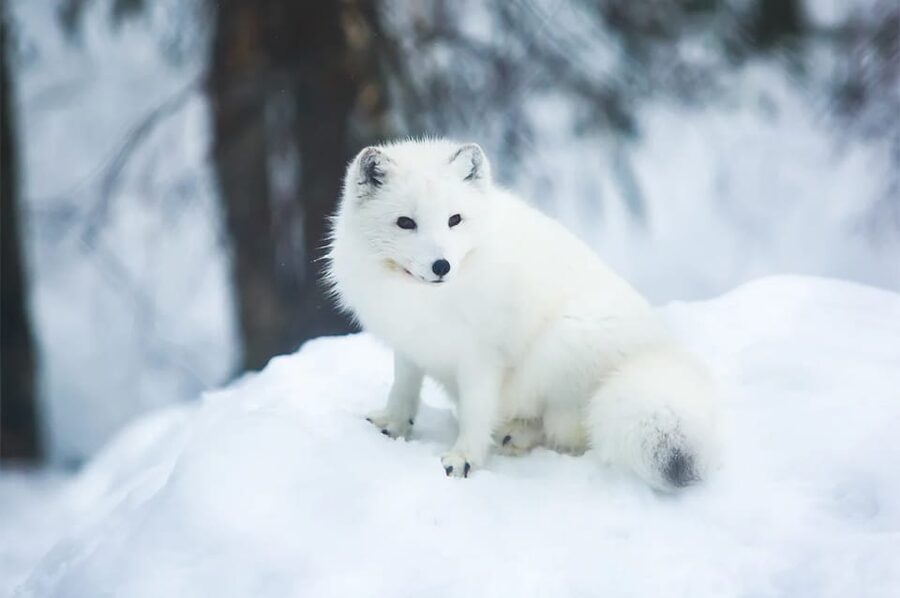 Rovaniemi: Arctic Animals Sleigh Rides and Wildlife Zoo - Timing in a 7-hour winter day, what the pacing really means