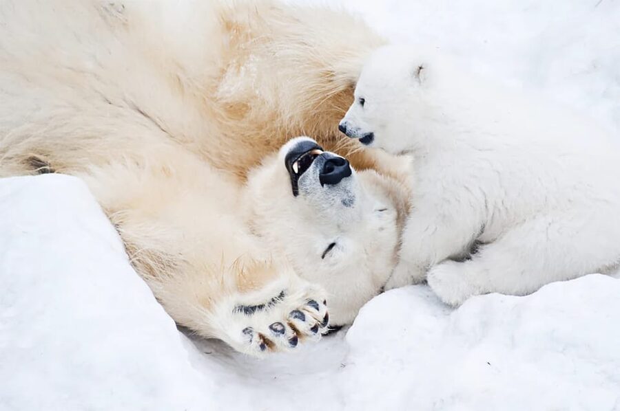 Rovaniemi: Arctic Animals Sleigh Rides and Wildlife Zoo - Price and value, is $340 per person worth it?