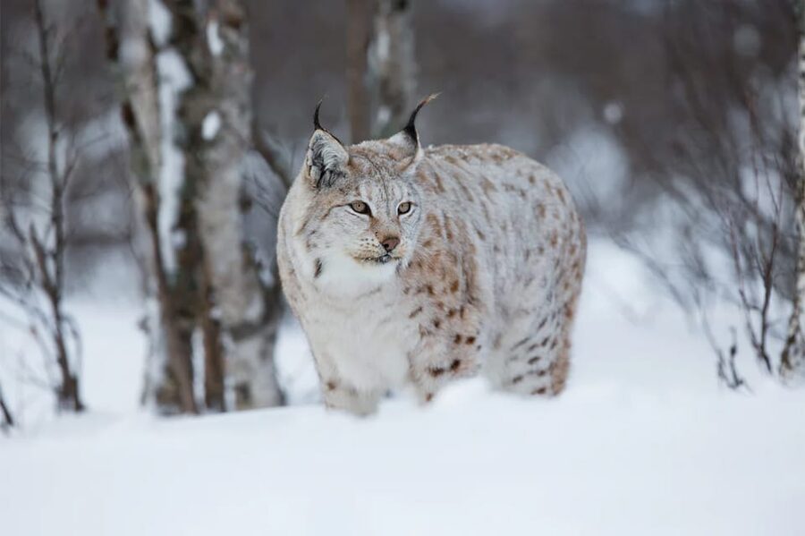Rovaniemi: Arctic Animals Sleigh Rides and Wildlife Zoo - Who should book this Arctic animals day trip, and who should skip it