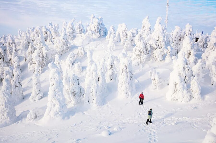 Rovaniemi: Arctic Animals Sleigh Rides and Wildlife Zoo - Should you book this Rovaniemi Arctic Animals Sleigh Rides and Ranua day?