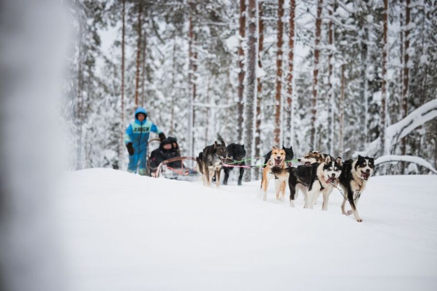 Rovaniemi: Arctic Circle Highlights by Snowmobile - Key Highlights You Should Not Miss