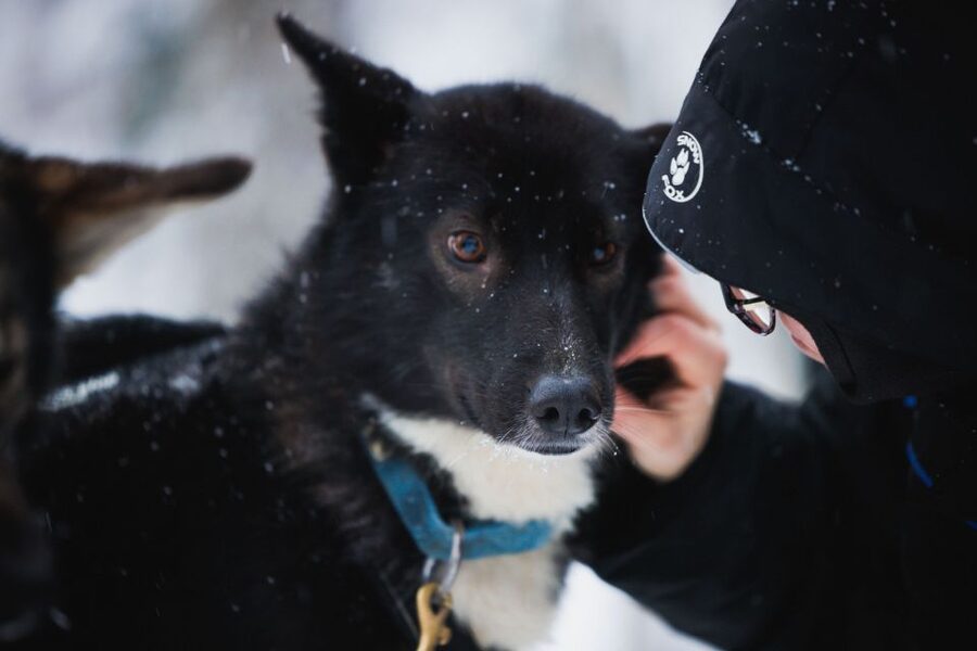 Rovaniemi: Arctic Circle Highlights by Snowmobile - Value for $297: Why This Bundle Can Be Worth It