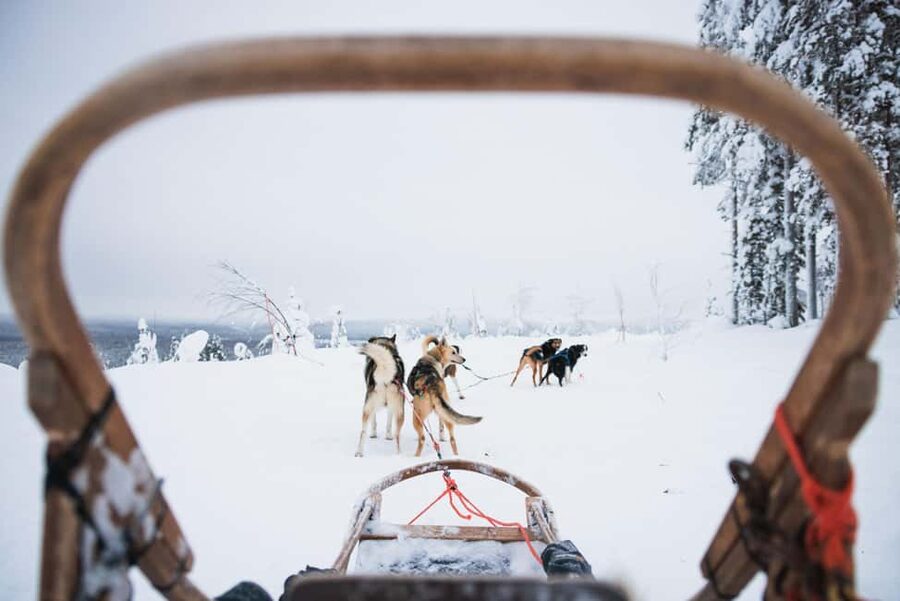 Rovaniemi: Arctic Circle Long Trail Husky Adventure - Key Highlights at a Glance