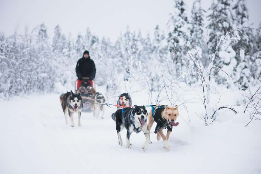 Rovaniemi: Arctic Circle Long Trail Husky Adventure - Rovaniemi Husky Mushing, Without the Guesswork