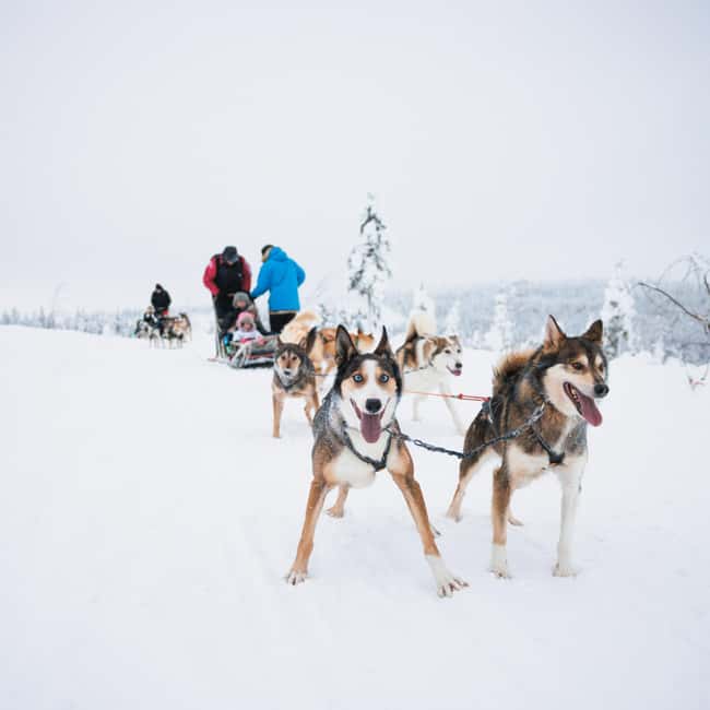 Rovaniemi: Arctic Circle Long Trail Husky Adventure - The 7 km Self-Driving Husky Safari: What You Actually Do