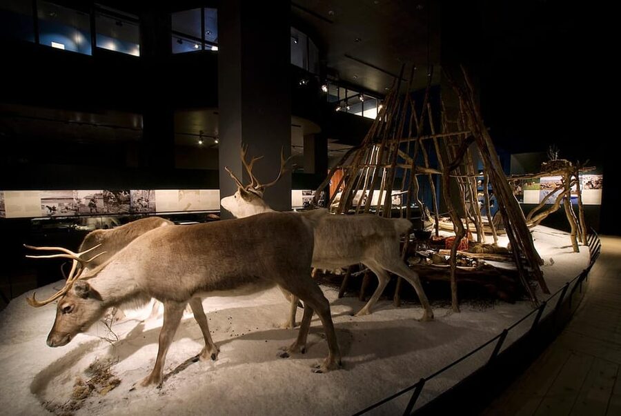 Rovaniemi: Arktikum Science Centre and Museum Entry Ticket - Price and value: is $25 worth it