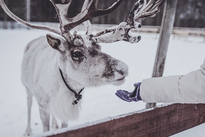 Rovaniemi: Authentic Lapland Reindeer Farm Visit & Sled Ride - Key things worth noticing before you go