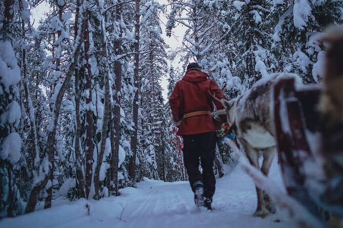Rovaniemi: Authentic Lapland Reindeer Farm Visit & Sled Ride - Family-run Lapland reindeer history, explained in plain terms
