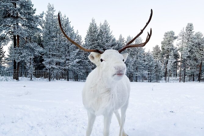 Rovaniemi: Authentic Lapland Reindeer Farm Visit & Sled Ride - Up close with reindeer: what you’ll learn and what you might want more of
