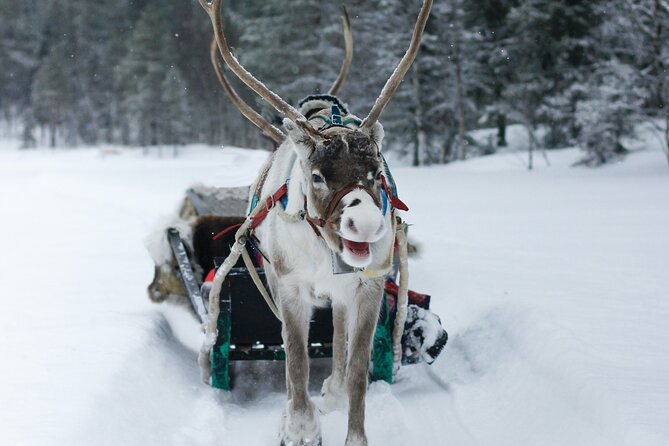 Rovaniemi: Authentic Lapland Reindeer Farm Visit & Sled Ride - Weather, waiting, and the cold comfort checklist