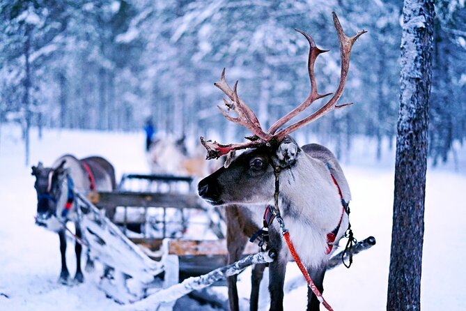 Rovaniemi: Authentic Lapland Reindeer Farm Visit & Sled Ride - How the 3 hours typically move in Rovaniemi (9:00 am start)