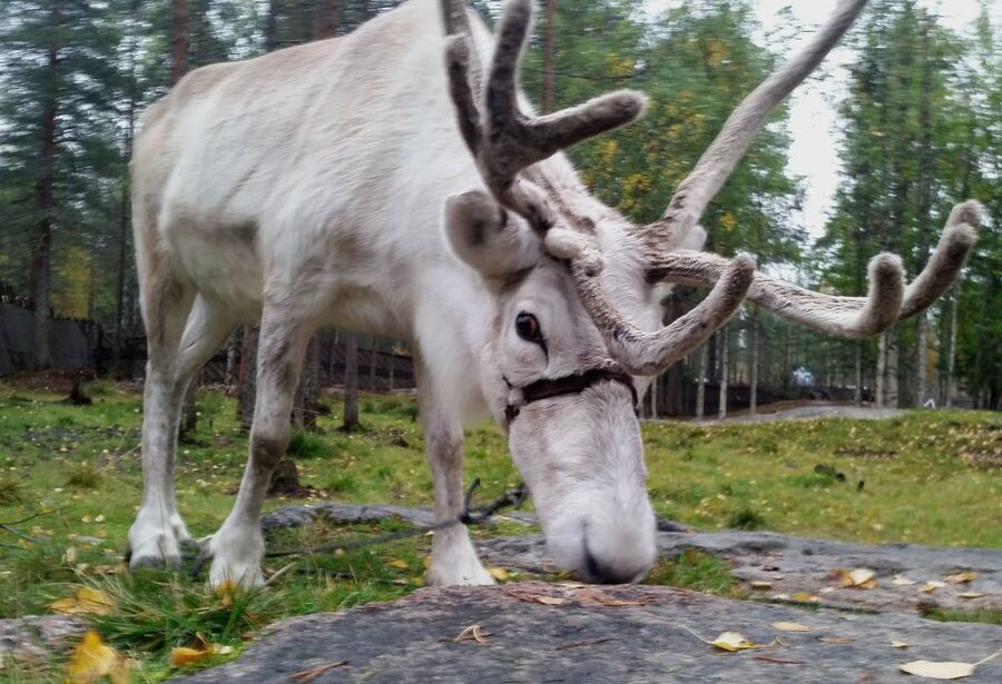 Rovaniemi: Authentic Reindeer Farm & Canoeing - Key Things That Make This Tour Worth Your Time