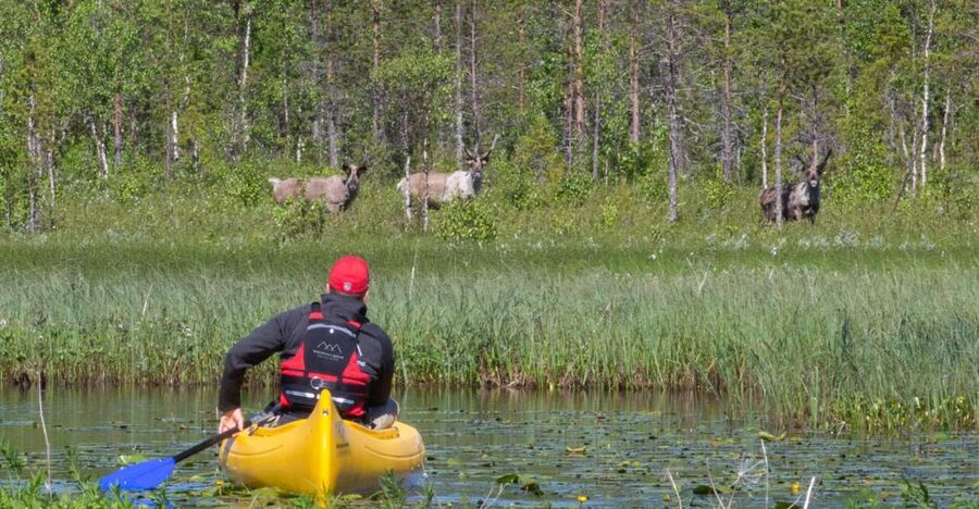 Rovaniemi: Authentic Reindeer Farm & Canoeing - The Reindeer Farm: Real Husbandry, Calm Animals, and Lichen Feeding