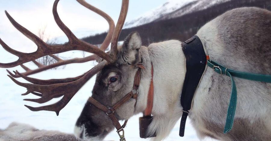 Rovaniemi: Authentic Reindeer Farm Visit & Short Sleigh Ride - Key Things You’ll Notice on This Reindeer Farm Tour