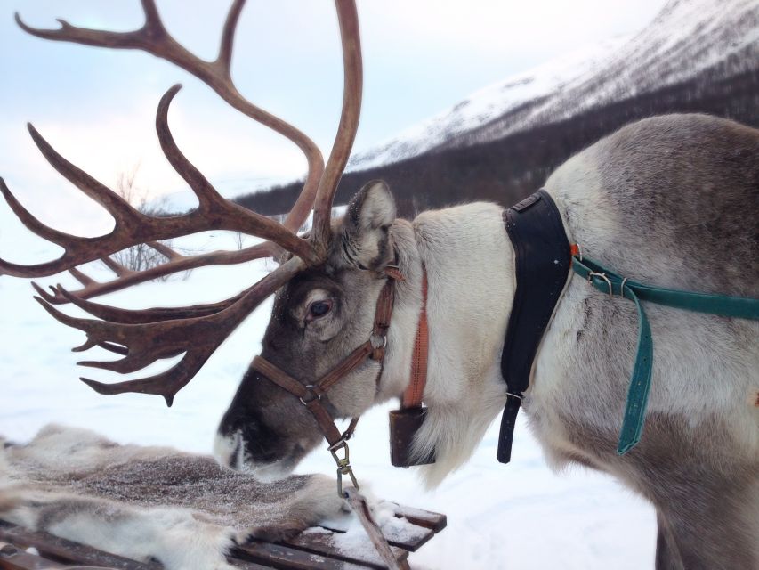 Rovaniemi: Authentic Reindeer Farm Visit & Short Sleigh Ride - How the Morning Works: Pickup, Transfer, and Reaching the Farm Fast