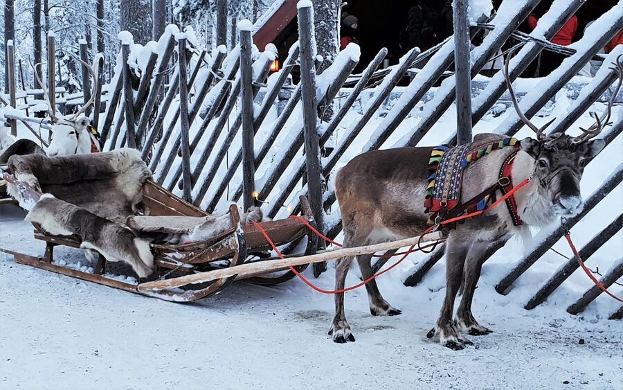 Rovaniemi: Authentic Reindeer Farm Visit & Short Sleigh Ride - Feeding the Reindeer: The Best Part and Why It’s So Memorable