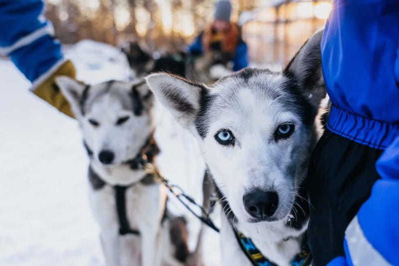Rovaniemi: Autumn Husky Ride on Wheels - Key moments you will actually care about