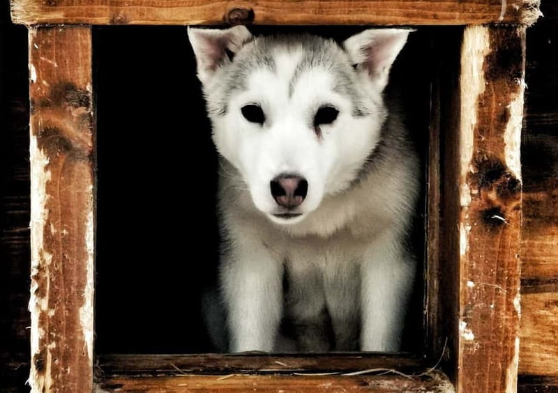 Rovaniemi: Autumn Husky Ride on Wheels - Wheeled husky cart rides: why this one works in fall