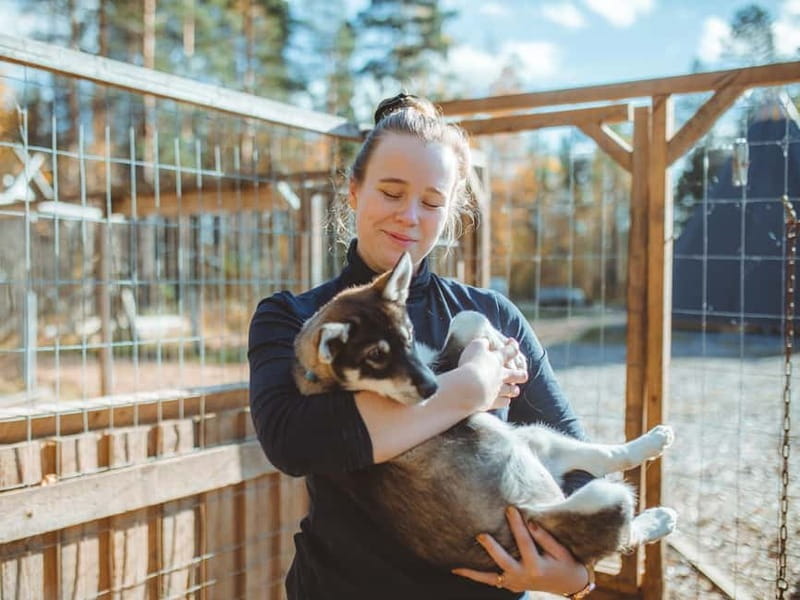Rovaniemi: Autumn Husky Ride on Wheels - Who this tour suits best in Rovaniemi