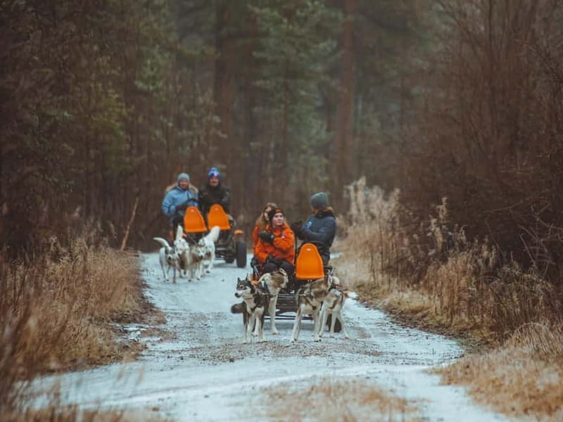 Rovaniemi: Autumn Husky Ride on Wheels - The practical pros and one main caution
