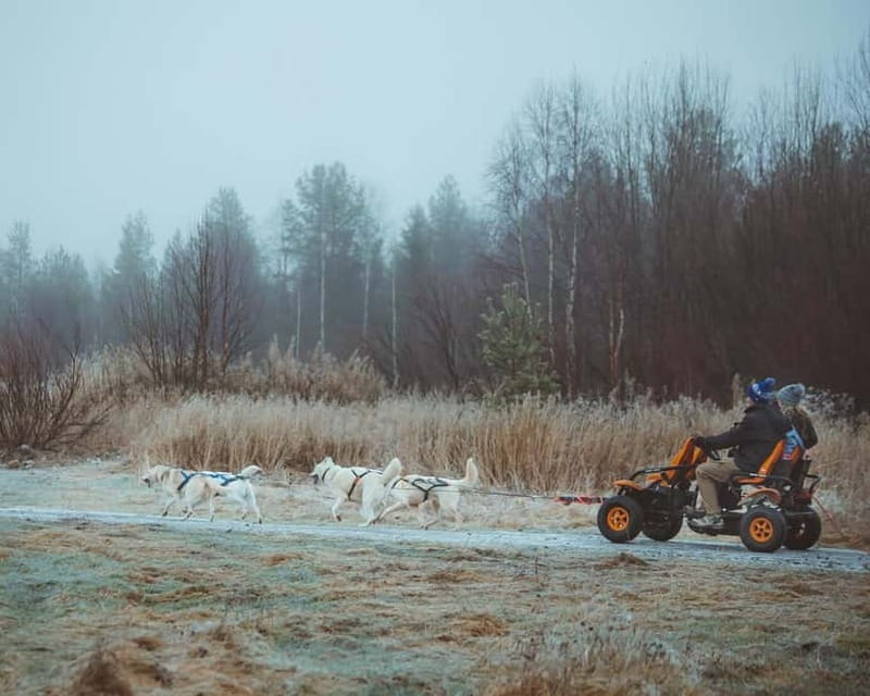 Rovaniemi: Autumn Husky Ride on Wheels - Your husky “team captain” moment: how cart guiding feels