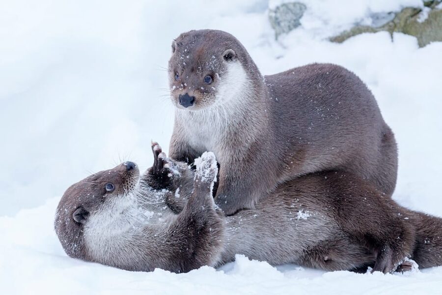Rovaniemi: Day at Ranua Wildlife Park Arctic Zoo - Key points to know before you go