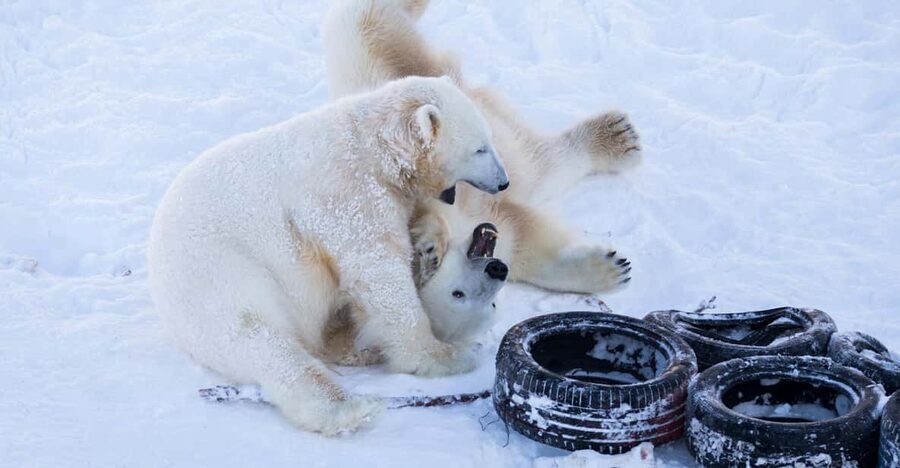 Rovaniemi: Day at Ranua Wildlife Park Arctic Zoo - Ranua Wildlife Park: a focused Arctic animal day from Rovaniemi