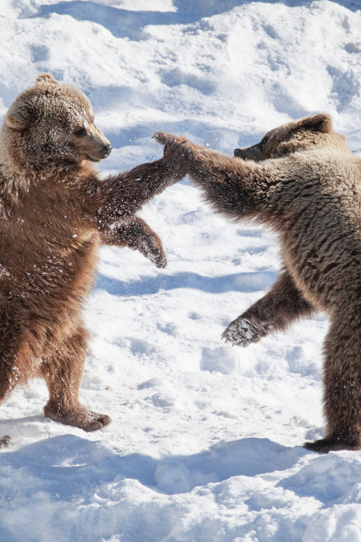 Rovaniemi: Day at Ranua Wildlife Park Arctic Zoo - Your first stop: the Ranua Wildlife Park circuit
