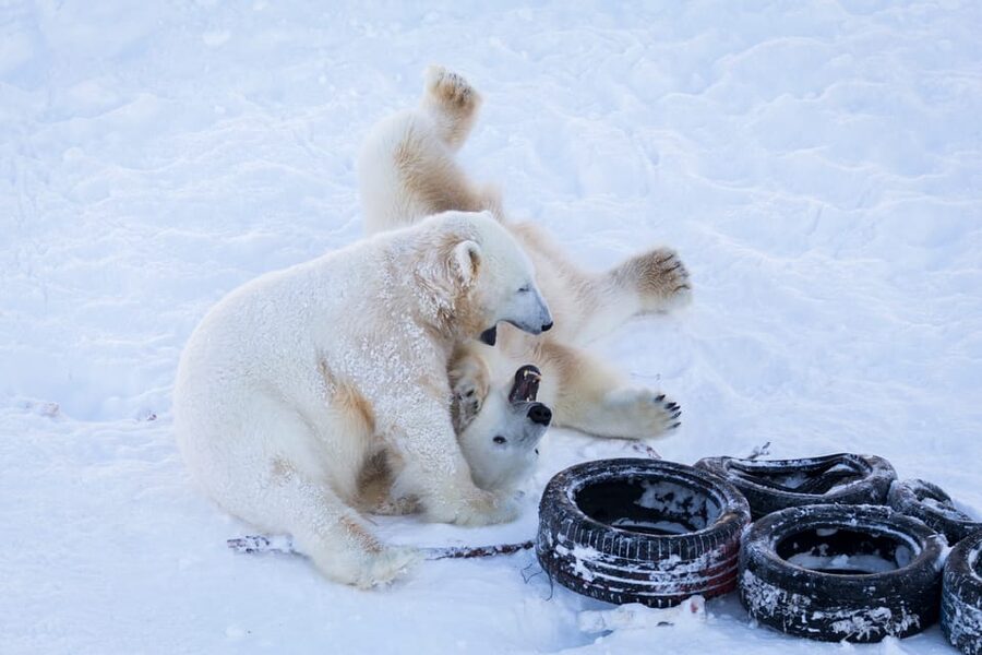 Rovaniemi: Day at Ranua Wildlife Park Arctic Zoo - What to wear and bring, even with winter clothing included