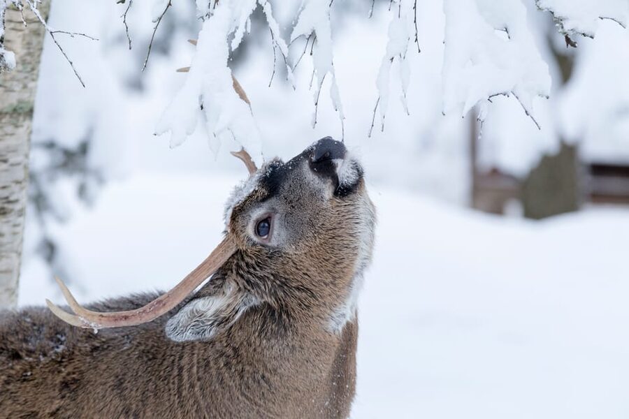 Rovaniemi: Day at Ranua Wildlife Park Arctic Zoo - The bus ride from Rovaniemi, and how to handle the cold